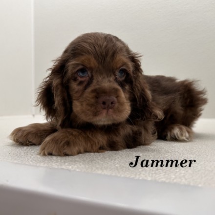 puppy, for, sale, Cocker Spaniel, Joe & Cherri  Overlease, dog, breeder, Miller, MO, dog-breeder, puppy-for-sale, forsale, nearby, find, puppyfind, locator, puppylocator, aca